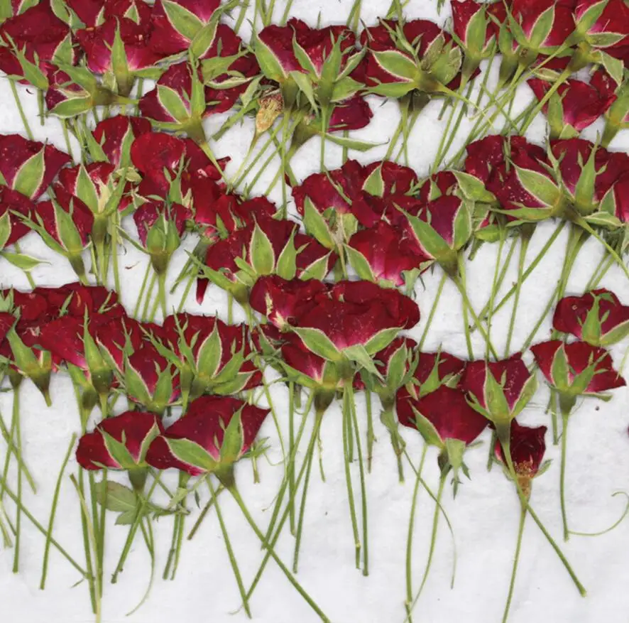 120 szt., Tłoczone Suszone Róże Rośliny Zielnik Dla Żywicy Biżuteria Wykonanie Kartki Ramka Telefon Etui Rzemiosła DIY