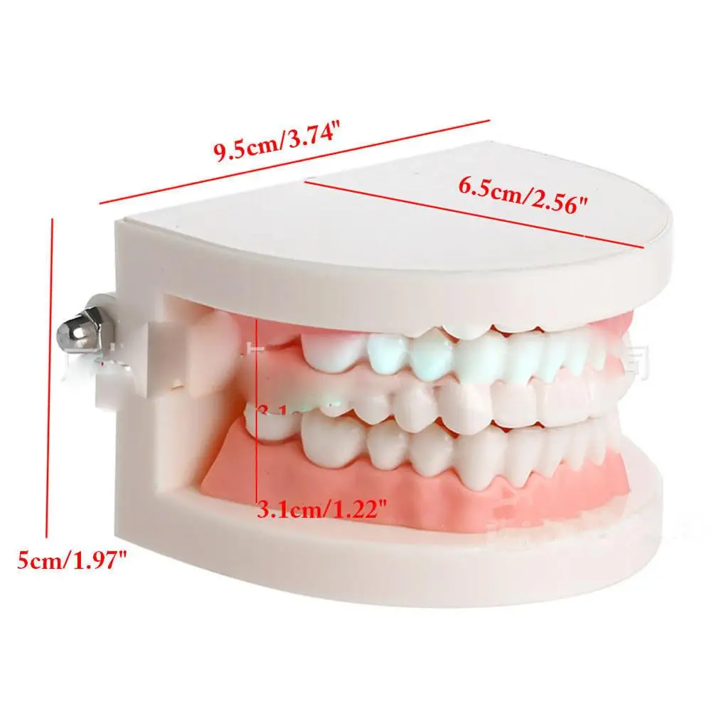 Sztuczne Zęby Model Czyszczenie Praktyka Usta Doustne Szkolenia Demonstracja Rekwizyty Opiekę Zdrowotną Dziecko Stomatologiczne Szkolenia Wiedzę